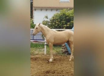 PRE, Stallion, 4 years, 15.2 hh, Palomino