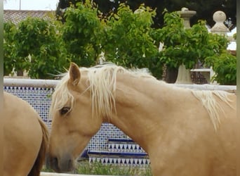 PRE, Stallion, 4 years, 15.2 hh, Palomino