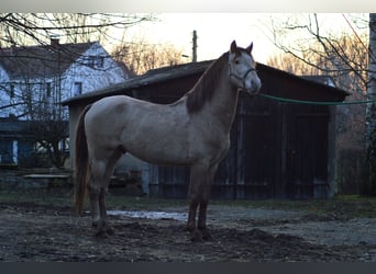 PRE, Stallion, 4 years, 15.2 hh, Pearl