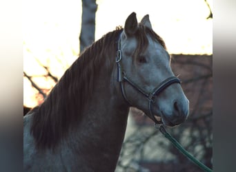 PRE, Stallion, 4 years, 15.2 hh, Pearl