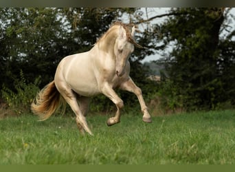 PRE Mix, Stallion, 4 years, 15.2 hh, Perlino