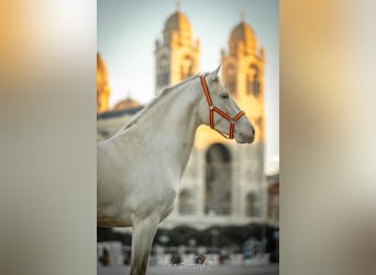 PRE Mix, Stallion, 4 years, 15.2 hh, Perlino