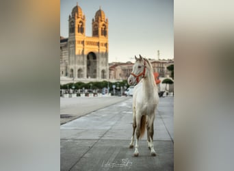 PRE Mix, Stallion, 4 years, 15.2 hh, Perlino