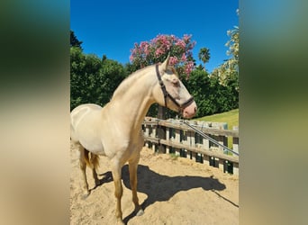 PRE, Stallion, 4 years, 15.2 hh, Perlino