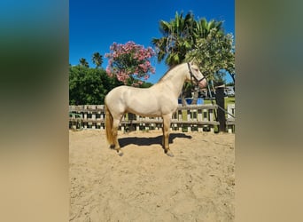 PRE, Stallion, 4 years, 15.2 hh, Perlino