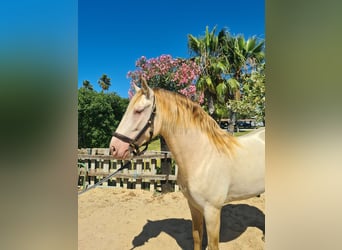 PRE, Stallion, 4 years, 15.2 hh, Perlino