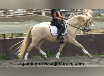 PRE Mix, Stallion, 4 years, 15.2 hh, Perlino