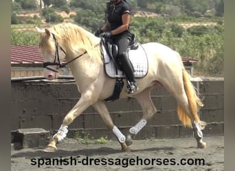 PRE Mix, Stallion, 4 years, 15.2 hh, Perlino