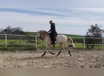 PRE, Stallion, 4 years, 15.2 hh, Perlino