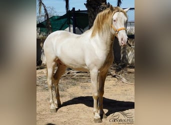 PRE, Hengst, 4 Jahre, 15,2 hh, Perlino