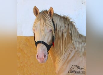 PRE Mix, Stallion, 4 years, 15,2 hh, Perlino