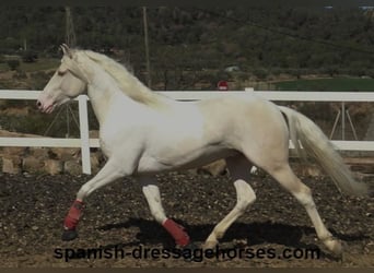 PRE Mix, Stallion, 4 years, 15.2 hh, Pinto