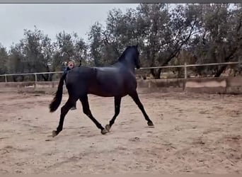 PRE, Stallion, 4 years, 15.3 hh, Black