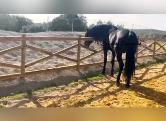 PRE Mix, Stallion, 4 years, 15.3 hh, Black