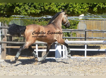 PRE, Stallion, 4 years, 15.3 hh, Buckskin