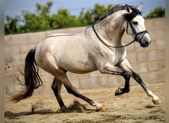 PRE Mix, Stallion, 4 years, 15.3 hh, Can be white