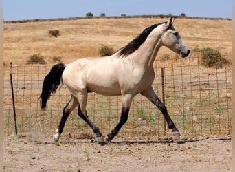 PRE Mix, Stallion, 4 years, 15.3 hh, Dun