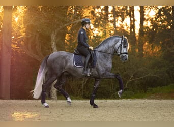 PRE, Stallion, 4 years, 15.3 hh, Gray-Dapple