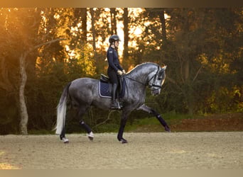 PRE, Stallion, 4 years, 15.3 hh, Gray-Dapple