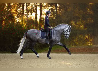 PRE, Stallion, 4 years, 15.3 hh, Gray-Dapple