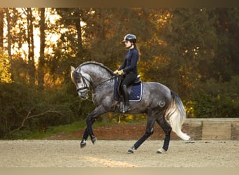 PRE, Stallion, 4 years, 15.3 hh, Gray-Dapple