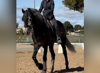 PRE Mix, Stallion, 4 years, 15,3 hh, Gray-Dark-Tan