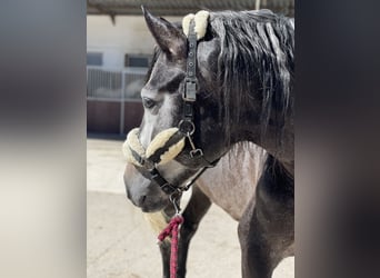 PRE Mix, Stallion, 4 years, 15,3 hh, Gray-Dark-Tan