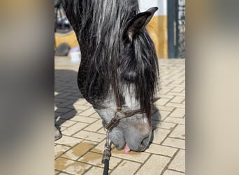 PRE Mix, Stallion, 4 years, 15,3 hh, Gray-Dark-Tan