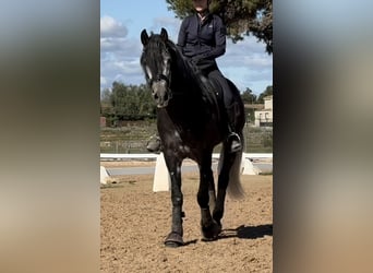 PRE Mix, Stallion, 4 years, 15,3 hh, Gray-Dark-Tan