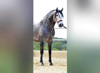 PRE, Stallion, 4 years, 15,3 hh, Gray