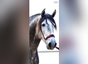 PRE, Stallion, 4 years, 15,3 hh, Gray