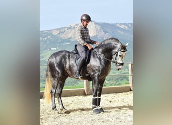 PRE, Stallion, 4 years, 15,3 hh, Gray