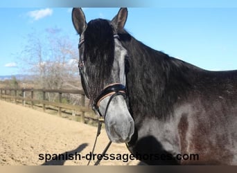 PRE, Stallion, 4 years, 15.3 hh, Gray
