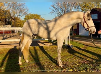 PRE, Stallion, 4 years, 15,3 hh, Gray