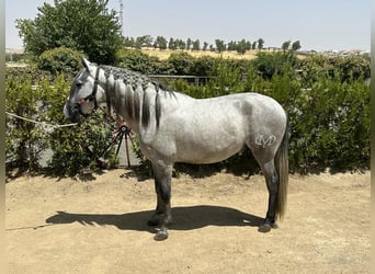 PRE Mix, Stallion, 4 years, 15.3 hh, Grey