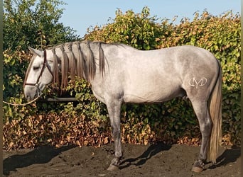 PRE Mix, Stallion, 4 years, 15.3 hh, Grey