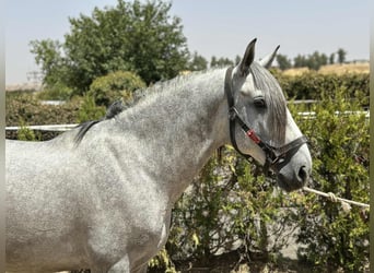 PRE Mix, Stallion, 4 years, 15.3 hh, Grey