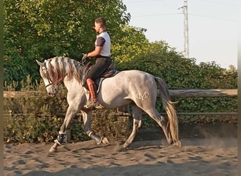 PRE Mix, Stallion, 4 years, 15.3 hh, Grey