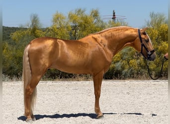 PRE, Stallion, 4 years, 15.3 hh, Palomino