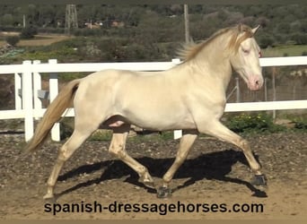 PRE, Stallion, 4 years, 15,3 hh, Perlino