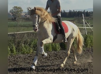 PRE, Stallion, 4 years, 15,3 hh, Perlino