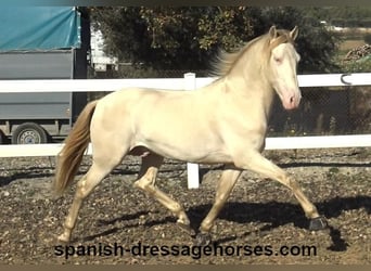 PRE, Stallion, 4 years, 15,3 hh, Perlino