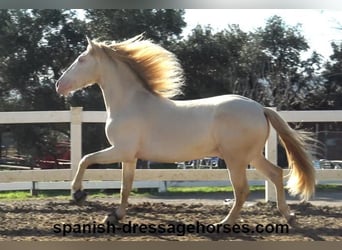 PRE, Stallion, 4 years, 15,3 hh, Perlino