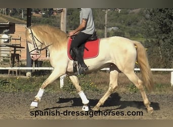 PRE, Stallion, 4 years, 15,3 hh, Perlino