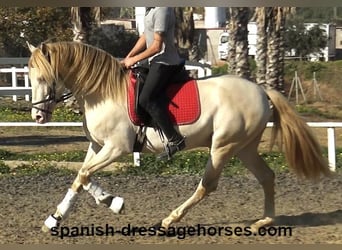 PRE, Stallion, 4 years, 15,3 hh, Perlino