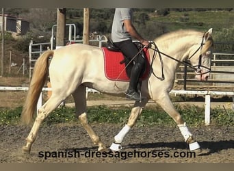 PRE, Stallion, 4 years, 15,3 hh, Perlino