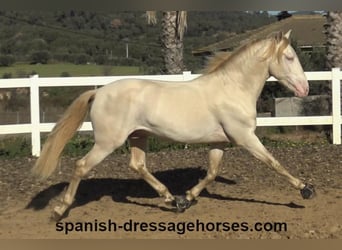 PRE, Stallion, 4 years, 15,3 hh, Perlino