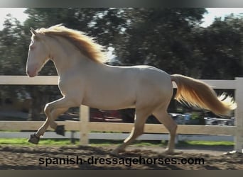 PRE Mix, Stallion, 4 years, 15,3 hh, Perlino