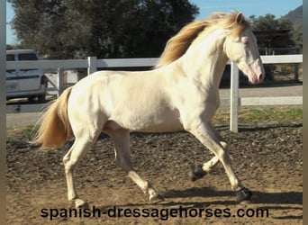 PRE Mix, Stallion, 4 years, 15,3 hh, Perlino