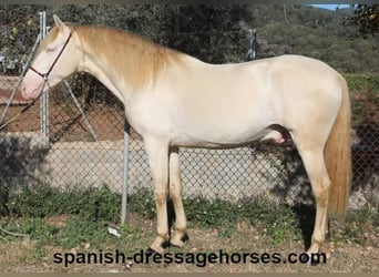 PRE Mix, Stallion, 4 years, 15,3 hh, Perlino